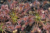 Biosphoto | 1514065 | Oblong-Leaved Sundew or Spoonleaf Sundew (Drosera intermedia), Weidmoos nature reserve, Salzburg, Austria, Europe | &copy; Reinhard Hoelzl / imageBROKER / Biosphoto