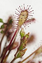 Biosphoto | 1938661 | Oblong-leaved Sundew - Spain | &copy; Marcos Veiga / Visual and Written - Photo Collection / Biosphoto