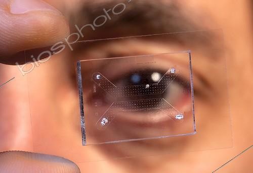Biosphoto | 1650243 | Observation of diatoms on a slide  ; Preparation of the plate prior to microscopic observation. Work of Jean-Pascal Lopez, a researcher at CNRS. | &copy; Pascal Goetgheluck / Biosphoto