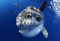 Biosphoto | 2134784 | Ocean sunfich (Mola mola) at sea with pilot fishes (Naucrates ductor), Tenerife, Canary Islands. | &copy; Sergio Hanquet / Biosphoto