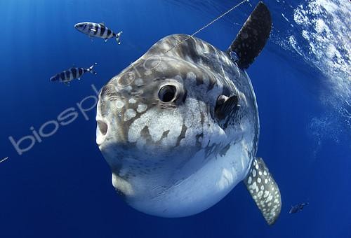 Biosphoto | 2134784 | Ocean sunfich (Mola mola) at sea with pilot fishes (Naucrates ductor), Tenerife, Canary Islands. | &copy; Sergio Hanquet / Biosphoto