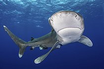 Biosphoto | 2453336 | Oceanic Whitetip Shark, Carcharhinus longimanis. A circumtropical ocean wanderer. Cat Island, Bahamas. | &copy; Andy Murch / Biosphoto