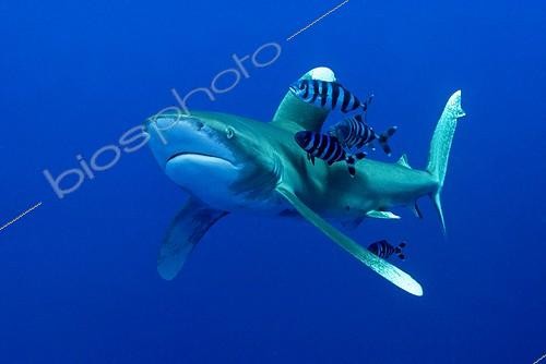 Biosphoto | 916287 | Oceanic Whitetip Shark in Red sea Egypt | &copy; Gérard Soury / Biosphoto