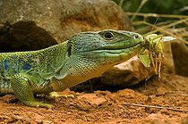 Biosphoto | 1250398 | Ocellated Lizard male eating a grasshopper France | &copy; Daniel Heuclin / Biosphoto