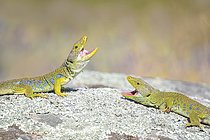 Biosphoto | 2609138 | Ocellated Lizard (Timon lepidus) two aggressive adult with open mouth on a rock, Spain | &copy; Marion Vollborn / imageBROKER / Biosphoto