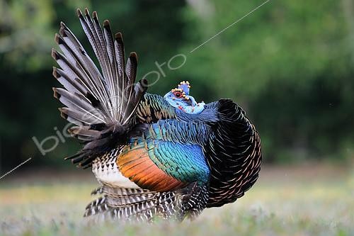 Biosphoto | 2172928 | Ocellated Turkey (Meleagris ocellata), Guatemala | &copy; Peter Waechtershaeuser / BIA / Biosphoto