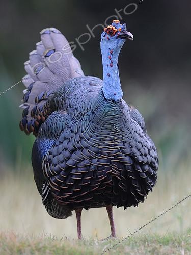 Biosphoto | 2412821 | Ocellated Turkey (Meleagris ocellata), Guatemala | &copy; Peter Waechtershaeuser / BIA / Biosphoto