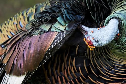 Biosphoto | 2404677 | Ocellated Turkey (Meleagris ocellata) male preening, Peten, Guatemala | &copy; Mathias Putze / BIA / Biosphoto