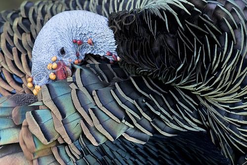 Biosphoto | 2404678 | Ocellated Turkey (Meleagris ocellata) male preening, Peten, Guatemala | &copy; Mathias Putze / BIA / Biosphoto