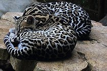 Biosphoto | 2395147 | Ocelot (Leopardus pardalis) au repos, Costa Rica | &copy; Jean-François Noblet / Biosphoto