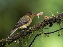 Biosphoto | 2608894 | Ochraceous Pewee (Contopus ochraceus), capturing moth, Chiriqui Highlands, Panama | &copy; Ignacio Yufera / Biosphoto