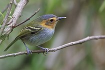 Biosphoto | 2413447 | Ochre-faced Tody-Flycatcher (Poecilotriccus plumbeiceps) perched on a branch in Bolivia, South America. | &copy; www.glennbartley.com / BIA / Biosphoto