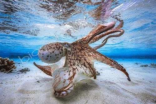 Biosphoto | 2091186 | Octopus (Octopus sp) displaying in the lagoon, Mayotte, Indian Ocean. Winner of the UPY 2017 (Underwater Photographer of the year). | &copy; Gabriel Barathieu / Biosphoto