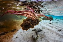 Biosphoto | 2091207 | Octopus (Octopus sp.) spewing his ink in the lagoon, Mayotte, Indian Ocean. | &copy; Gabriel Barathieu / Biosphoto