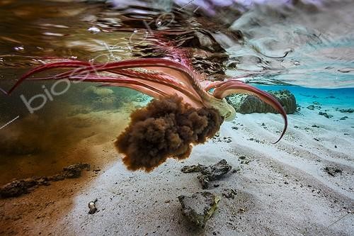 Biosphoto | 2091207 | Octopus (Octopus sp.) spewing his ink in the lagoon, Mayotte, Indian Ocean. | &copy; Gabriel Barathieu / Biosphoto