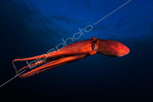 Biosphoto | 2091130 | Octopus (Octopus sp) swimming in open water, Reunion Island, Indian Ocean. | &copy; Gabriel Barathieu / Biosphoto