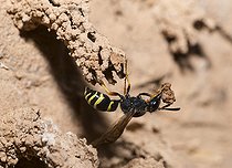 Biosphoto | 2410356 | Odynère (Odynerus spinipes) femelle construisant sa galerie aérienne, Parc naturel régional des Vosges du Nord, France | &copy; Michel Rauch / Biosphoto