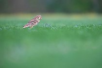 Biosphoto | 2576975 | Oedicnème criard (Burhinus oedicnemus) - Adult grooming in a flax field in Calvados, Normandy, France | &copy; Michael Adam / Biosphoto