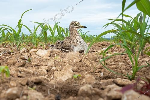 Biosphoto | 2576974 | Oedicnème criard (Burhinus oedicnemus) - Adulte et poussins sur le nid lors des toutes premières heures après l'éclosion dans un champs de maïs dans le Calvados, Normandie, France | &copy; Michael Adam / Biosphoto