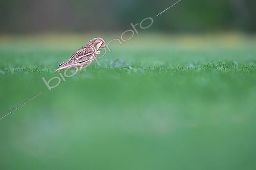Biosphoto | 2576975 | Oedicnème criard (Burhinus oedicnemus) - Adulte faisant sa toilette dans un champs de lin dans le Calvados, Normandie, France | &copy; Michael Adam / Biosphoto
