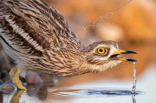 Biosphoto | 2480214 | Oedicnème criard (Burhinus oedicnemus) buvant, Castille-La Mancha, Espagne | &copy; Oscar Diez / BIA / Biosphoto