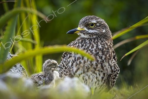 Biosphoto | 2597734 | Oedicnème tachard (Burhinus capensis) adulte et poussin au nid terrestre. Hermanus, Whale Coast, Overberg, Western Cape, Afrique du Sud. | &copy; Roger de La Harpe / Biosphoto