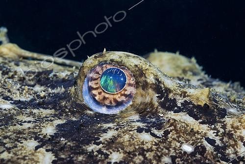 Biosphoto | 2148842 | Oeil de Baudroie commmune (Lophius piscatorius), Mer Méditerranée. | &copy; Jean-Michel Mille / Biosphoto