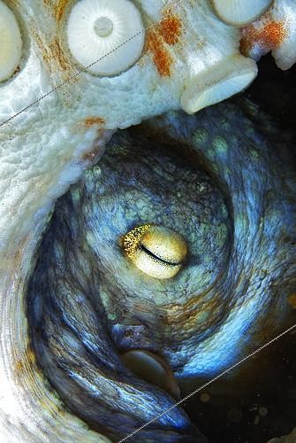 Biosphoto | 2135594 | Oeil de Poulpe commun (Octopus vulgaris), océan Atlantique, Tenerife, îles Canaries | &copy; Sergio Hanquet / Biosphoto