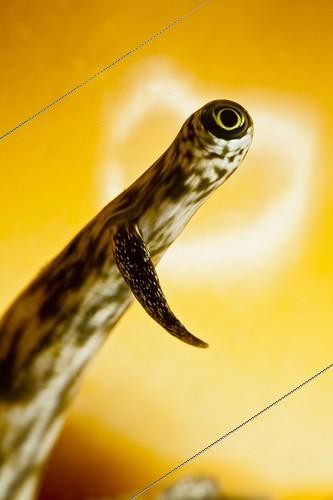 Biosphoto | 1623388 | Oeil de Strombe araignée Tahiti Polynésie Française | &copy; Fabien Michenet / Biosphoto