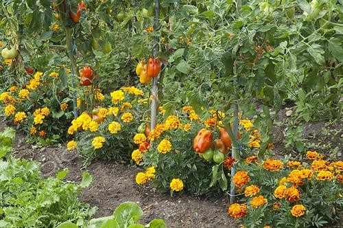 Biosphoto | 1637047 | Oeillets d'Inde au pied de Tomates dans un jardin potager ; Jardin de René Gondet | &copy; Alexandre Petzold / Biosphoto