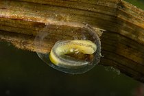 Biosphoto | 2602099 | Oeuf de triton palmé (Lissotriton helveticus) protégé par une feuille, commune de Couffy, Loir et Cher, France | &copy; Bruno Guénard / Biosphoto