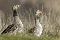 Biosphoto | 2601694 | Oie cendrée (Anser anser) couple sur la berge, Belgique | &copy; Christian Cabron / Biosphoto