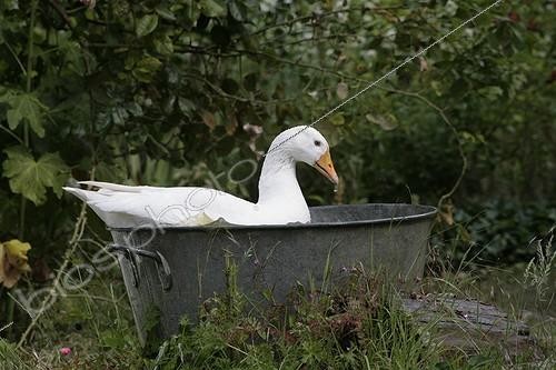 Biosphoto | 1419826 | Oie dans une bassine au jardin | &copy; Patricia Méaille / Biosphoto