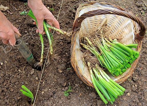 Biosphoto | 2455913 | Oignon potager (Allium cepa) repiquage, step 3 | &copy; Lamontagne / Biosphoto