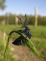 Biosphoto | 1254647 | Oil beetle balance on a grass in the spring France | &copy; Patrick Glaume / Biosphoto