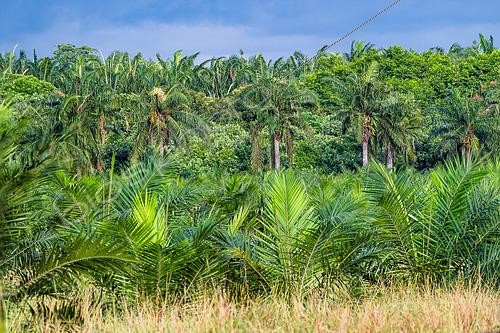 Biosphoto | 2612876 | Oil palm forest on the edge of the Labuk Bay Proboscis Monkey Sanctuary, Sabah, Borneo, Malaysia. | &copy; Stéphane Vitzthum / Biosphoto