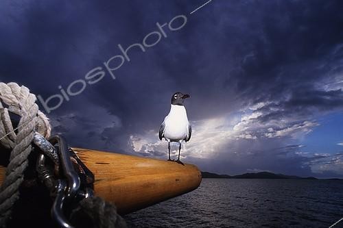 Biosphoto | 641250 | Oiseau de mer perché sur un voilier avant la tempête | &copy; Didier Brandelet / Biosphoto