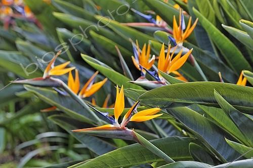 Biosphoto | 2101218 | Oiseaux de paradis (Strelitzia reginae) en fleurs, Jardin botanique de Madère, Funchal | &copy; Christian Handl / imageBROKER / Biosphoto