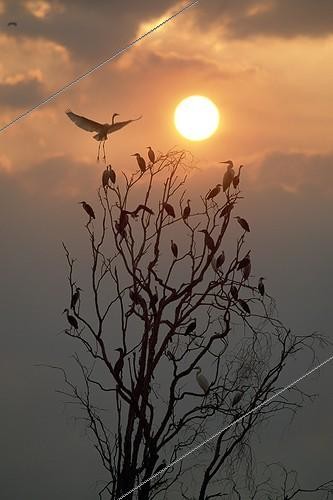 Biosphoto | 60258 | Oiseaux sur un arbre au coucher de soleil PN Kakadu | &copy; Yves Lefèvre / Biosphoto