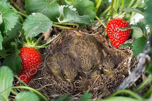Biosphoto | 2083832 | Oisillons au nid au milieu des Fraises, Jardin potager, Provence, France | &copy; Philippe Giraud / Biosgarden / Biosphoto