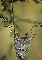 Biosphoto | 1249224 | Oisillons Tchitrec malgache attendant le retour d'un parent | &copy; Cyril Ruoso / Biosphoto