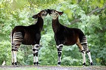 Biosphoto | 1603772 | Okapi (Okapia johnstoni), adult pair, Africa | &copy; Jspix / imageBROKER / Biosphoto