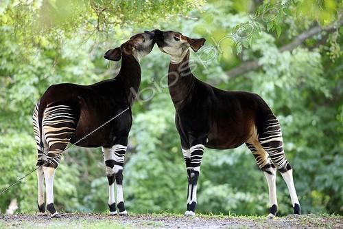 Biosphoto | 1603772 | Okapi (Okapia johnstoni), adult pair, Africa | &copy; Jspix / imageBROKER / Biosphoto
