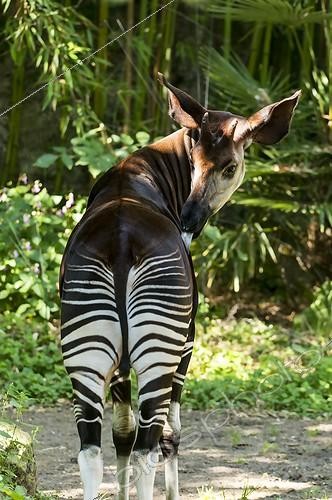 Biosphoto | 2069961 | Okapi (Okapia johnstoni) licking | &copy; Jean-Paul Chatagnon / Biosphoto