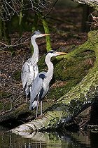 Biosphoto | 1529225 | Old and young grey heron standing on an tree - gray herons - european common herons (Ardea cinerea) | &copy; Justus de Cuveland / imageBROKER / Biosphoto
