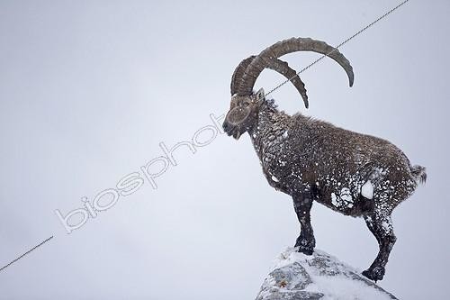Biosphoto | 2025803 | Old male Alpine Ibex in snow - Alps Switzerland  | &copy; Olivier Born / Biosphoto