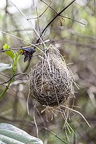 Biosphoto | 2546727 | Old nest of White-crowned Penduline Tit (Remiz pendulinus) in a garden, Tarn et Garonne, France | &copy; Jean-Michel Groult / Biosphoto