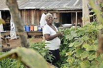 Biosphoto | 1600838 | Old peasant farmer harvesting cucumbers in the vegetable garden in front of her hovel, landless camp Acampamento 12 de Otubro, Brazilian Landless Workers' Movement Movimento dos Trabalhadores Rurais sem Terra, MST, Munizip Claudia, Mato Grosso, Brazil, South America | © Florian Kopp / imageBROKER / Biosphoto