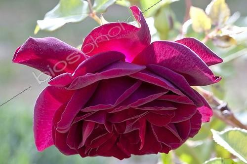 Biosphoto | 1293430 | Old Rose flowers at spring in Provence France | &copy; Michel Gunther / Biosphoto