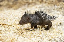 Biosphoto | 2598133 | Old World porcupines (Hystrix cristata), youngster, Germany, Europe | &copy; David & Micha Sheldon / imageBROKER / Biosphoto
